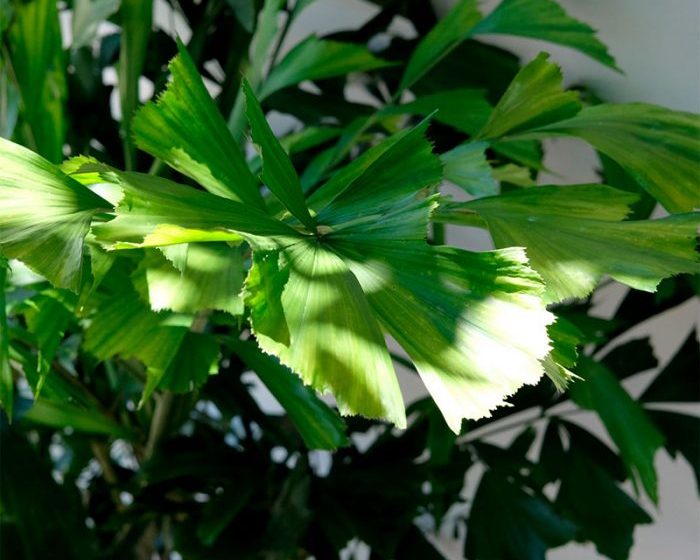 Листья кариоты